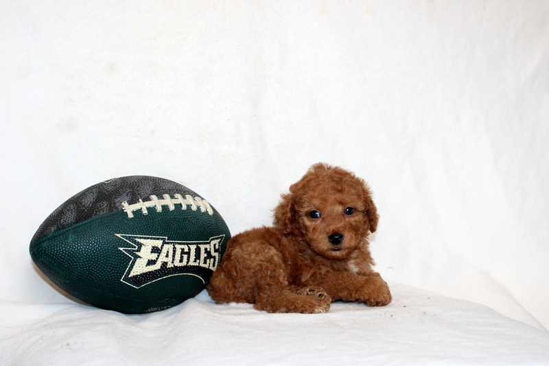 puppy, for, sale, Mini Poodle, Matthew B. Stoltzfus, dog, breeder, Gap, PA, dog-breeder, puppy-for-sale, forsale, nearby, find, puppyfind, locator, puppylocator, aca